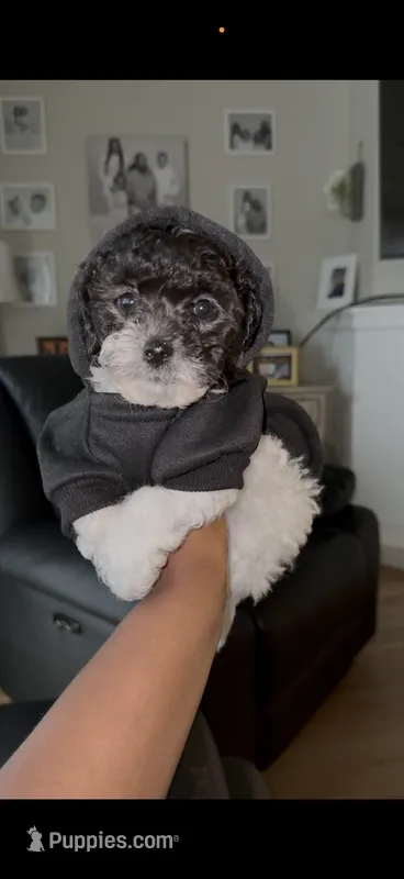 Tux – Bichpoo puppy for sale in University Park, IL