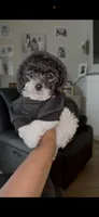 Tux, a male Bichpoo for sale in University Park, IL – 1 of 9