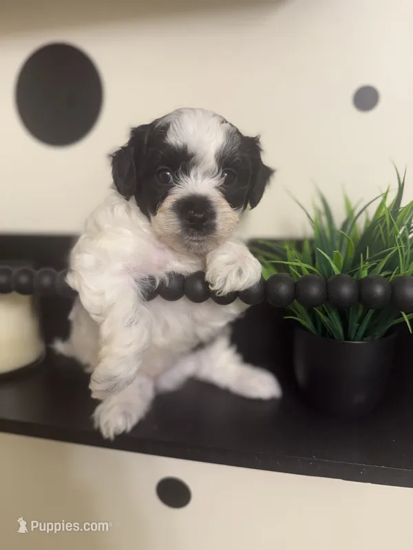 Yin – Bichpoo puppy for sale in University Park, IL