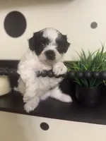 Yin, a male Bichpoo for sale in University Park, IL – 2 of 7
