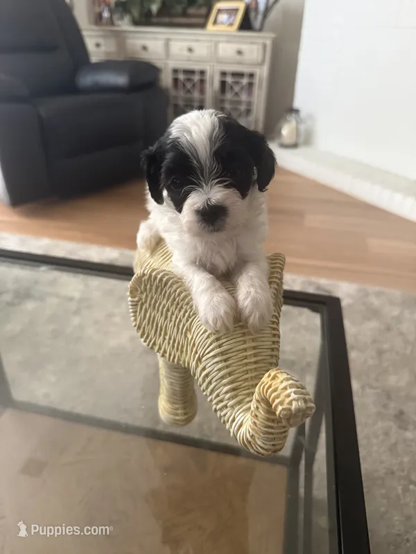 Milo – Bichpoo puppy for sale in University Park, IL
