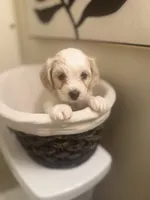 Biscuit , a male Bichpoo for sale in University Park, IL – 3 of 8