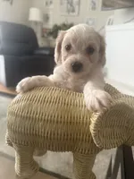 Biscuit , a male Bichpoo for sale in University Park, IL – 2 of 8
