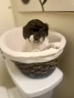 Tux, a male Bichpoo for sale in University Park, IL – 3 of 9