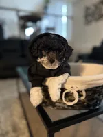Tux, a male Bichpoo for sale in University Park, IL – 7 of 9