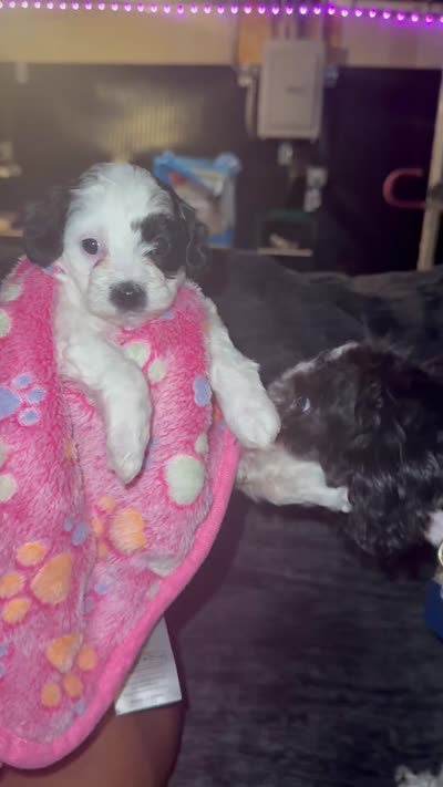 Bandit, a female Bichpoo for sale in University Park, IL – 4 of 4