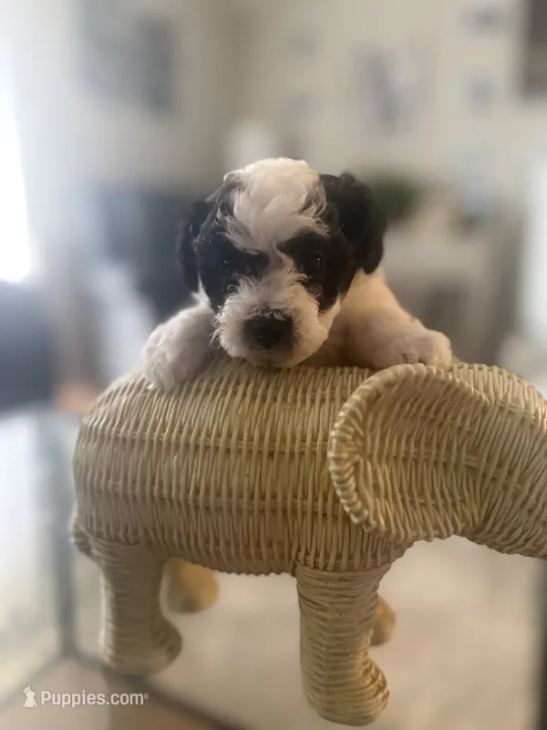 Pixie – Bichpoo puppy for sale in University Park, IL