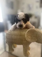 Pixie, a female Bichpoo for sale in University Park, IL – 3 of 8