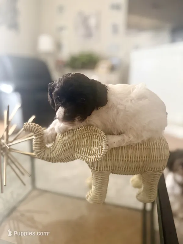 Tux – Bichpoo puppy for sale in University Park, IL