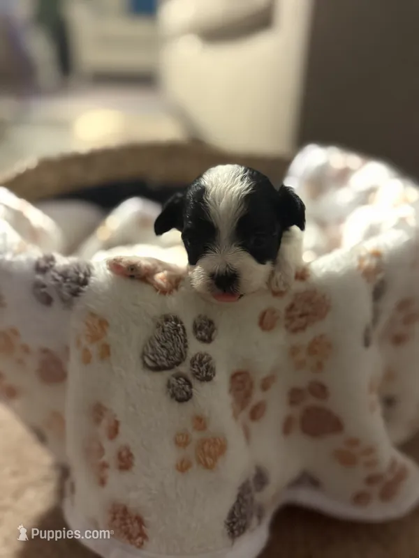 Milo – Bichpoo puppy for sale in University Park, IL