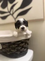 Milo, a male Bichpoo for sale in University Park, IL – 3 of 8