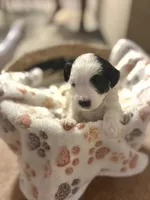 Bandit, a female Bichpoo for sale in University Park, IL – 1 of 4