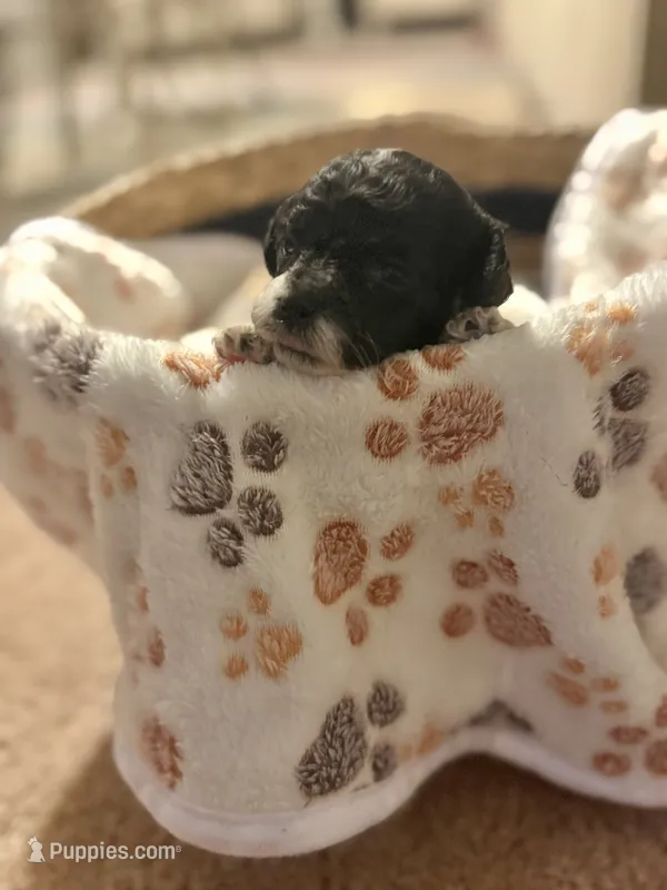 Tux – Bichpoo puppy for sale in University Park, IL