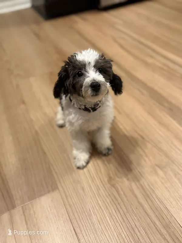 Pixie – Bichpoo puppy for sale in University Park, IL