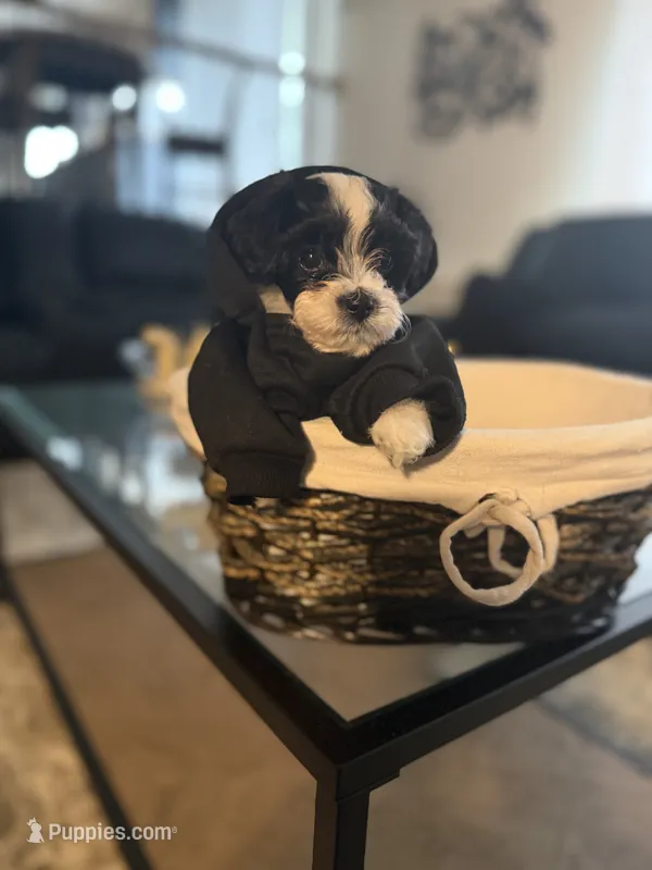 Milo – Bichpoo puppy for sale in University Park, IL