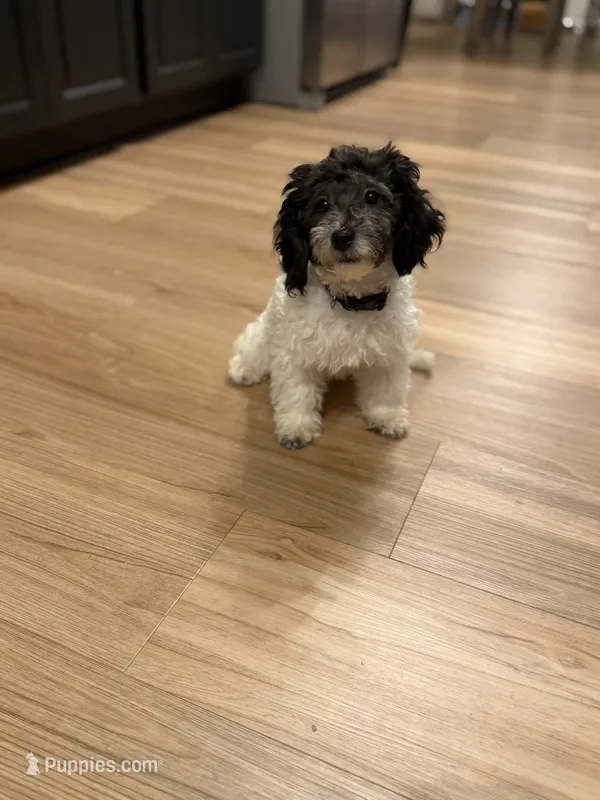 Tux – Bichpoo puppy for sale in University Park, IL