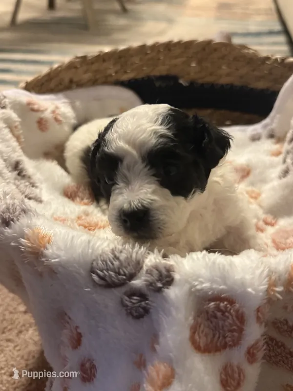 Pixie – Bichpoo puppy for sale in University Park, IL