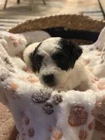 Pixie, a female Bichpoo for sale in University Park, IL – 1 of 2
