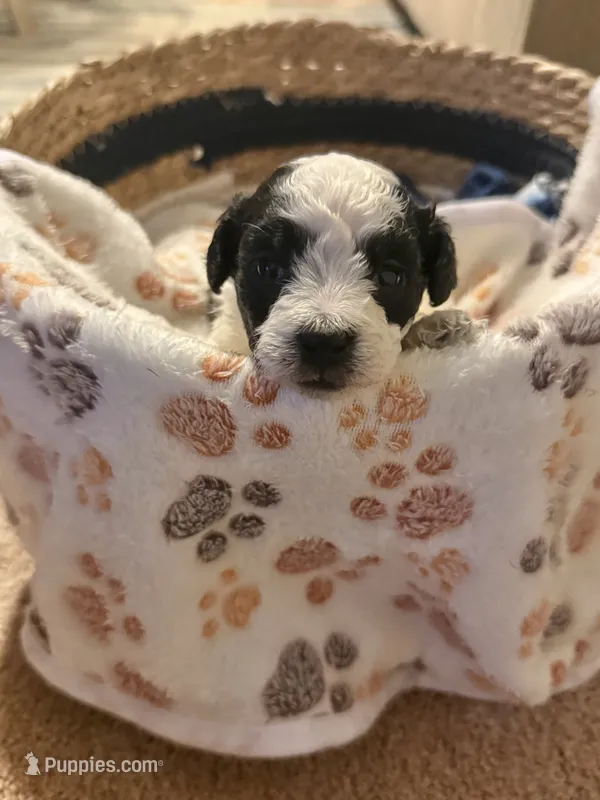 Yin – Bichpoo puppy for sale in University Park, IL