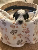 Yin, a male Bichpoo for sale in University Park, IL – 1 of 2