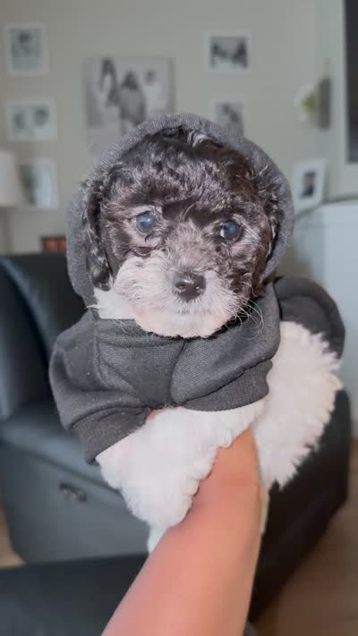 Tux, a male Bichpoo for sale in University Park, IL – 9 of 9