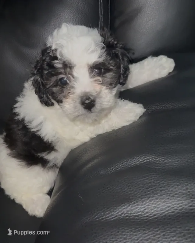 Pixie – Bichpoo puppy for sale in University Park, IL