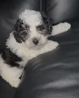 Pixie, a female Bichpoo for sale in University Park, IL – 1 of 8
