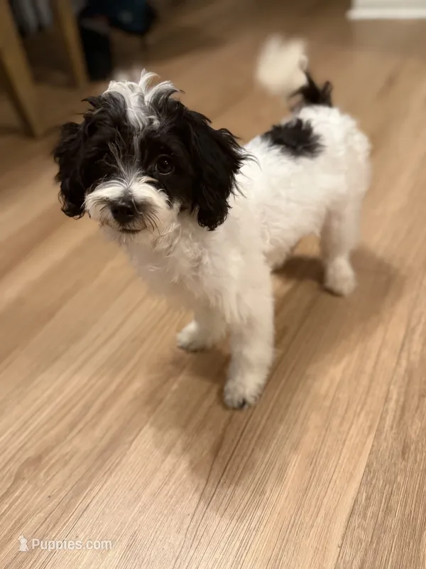 Milo – Bichpoo puppy for sale in University Park, IL