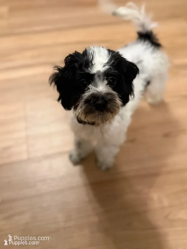 Yin – Bichpoo puppy for sale in University Park, IL