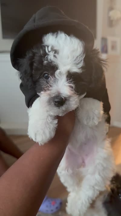 Yin, a male Bichpoo for sale in University Park, IL – 6 of 7