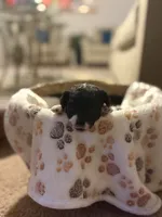 Tux, a male Bichpoo for sale in University Park, IL – 2 of 3