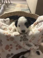 Bandit, a female Bichpoo for sale in University Park, IL – 2 of 4
