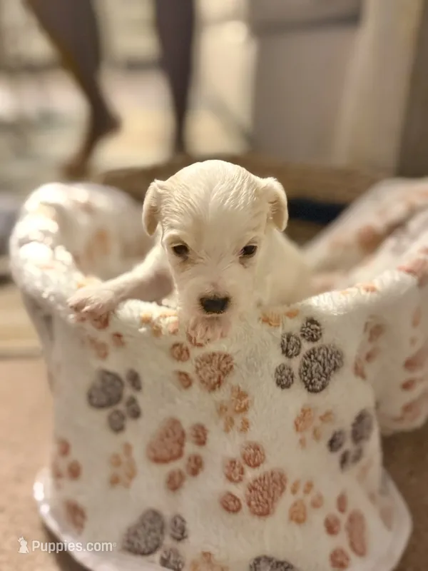 Biscuit  – Bichpoo puppy for sale in University Park, IL