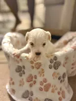 Biscuit , a male Bichpoo for sale in University Park, IL – 1 of 3