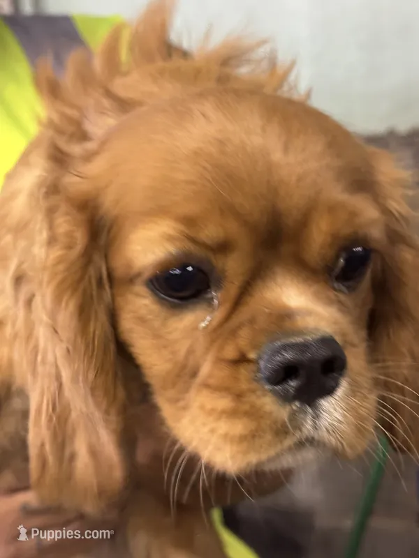 CINDY – Cavalier King Charles Spaniel puppy for sale in Warren, OH