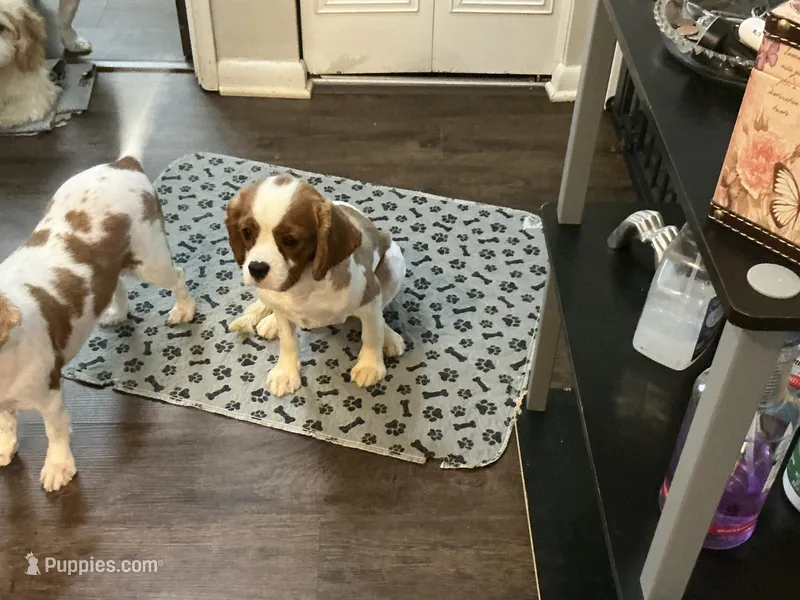 JIMM BOY  – Cavalier King Charles Spaniel puppy for sale in Warren, OH