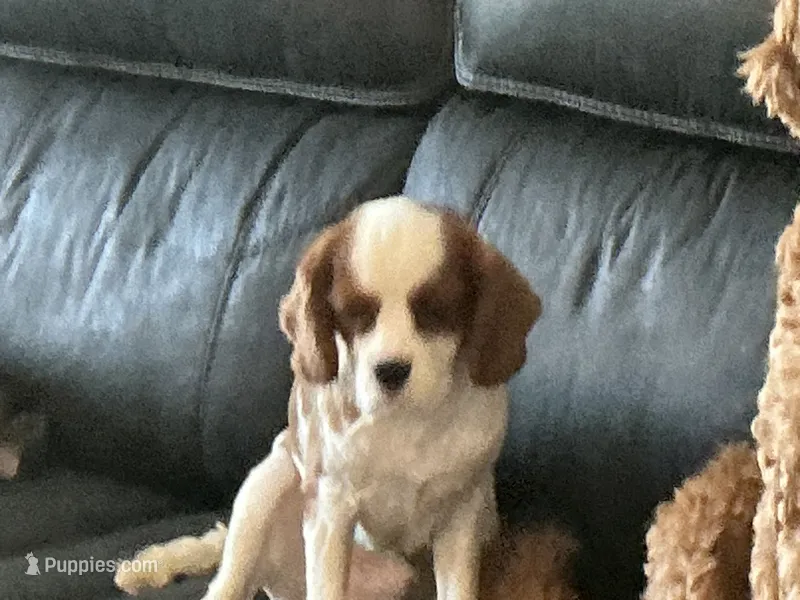 BILLY BOY  – Cavalier King Charles Spaniel puppy for sale in Warren, OH