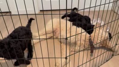 Kalliope, a female Goldendoodle for sale in Daytona Beach, FL – 7 of 7