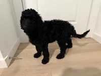 Kalliope, a female Goldendoodle for sale in Daytona Beach, FL – 4 of 7