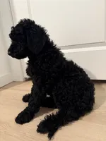 Kalliope, a female Goldendoodle for sale in Daytona Beach, FL – 5 of 7