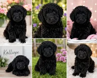 Kalliope, a female Goldendoodle for sale in Daytona Beach, FL – 2 of 7