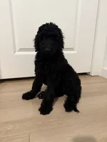 Kalliope, a female Goldendoodle for sale in Daytona Beach, FL – 3 of 7