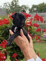 Castlerock Cane Corso Female (Sky), a female Cane Corso for sale in Suffolk, VA – 2 of 3