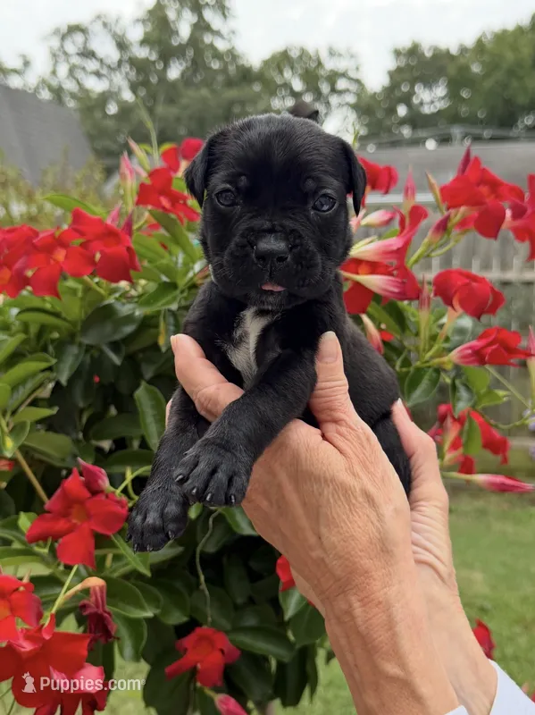 Castlerock Cane Corso Female (Sky) – Cane Corso puppy for sale in Suffolk, VA