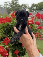 Castlerock Cane Corso Female (Sky), a female Cane Corso for sale in Suffolk, VA – 1 of 3