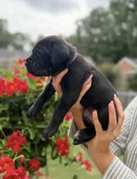 Castlerock Cane Corso Female (Purple), a female Cane Corso for sale in Suffolk, VA – 2 of 3