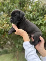 Castlerock Cane Corso Male (Black), a male Cane Corso for sale in Suffolk, VA – 2 of 3