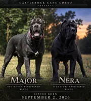 Castlerock Cane Corso Female (1), a female Cane Corso for sale in Suffolk, VA – 3 of 3