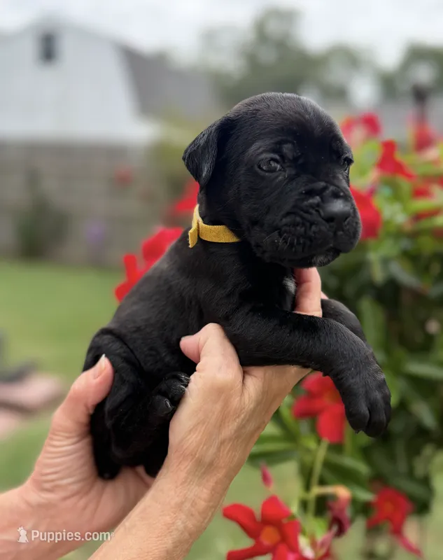 Castlerock Cane Corso Female (Yellow) – Cane Corso puppy for sale in Suffolk, VA