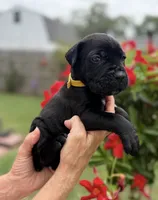 Castlerock Cane Corso Female (Yellow), a female Cane Corso for sale in Suffolk, VA – 1 of 3